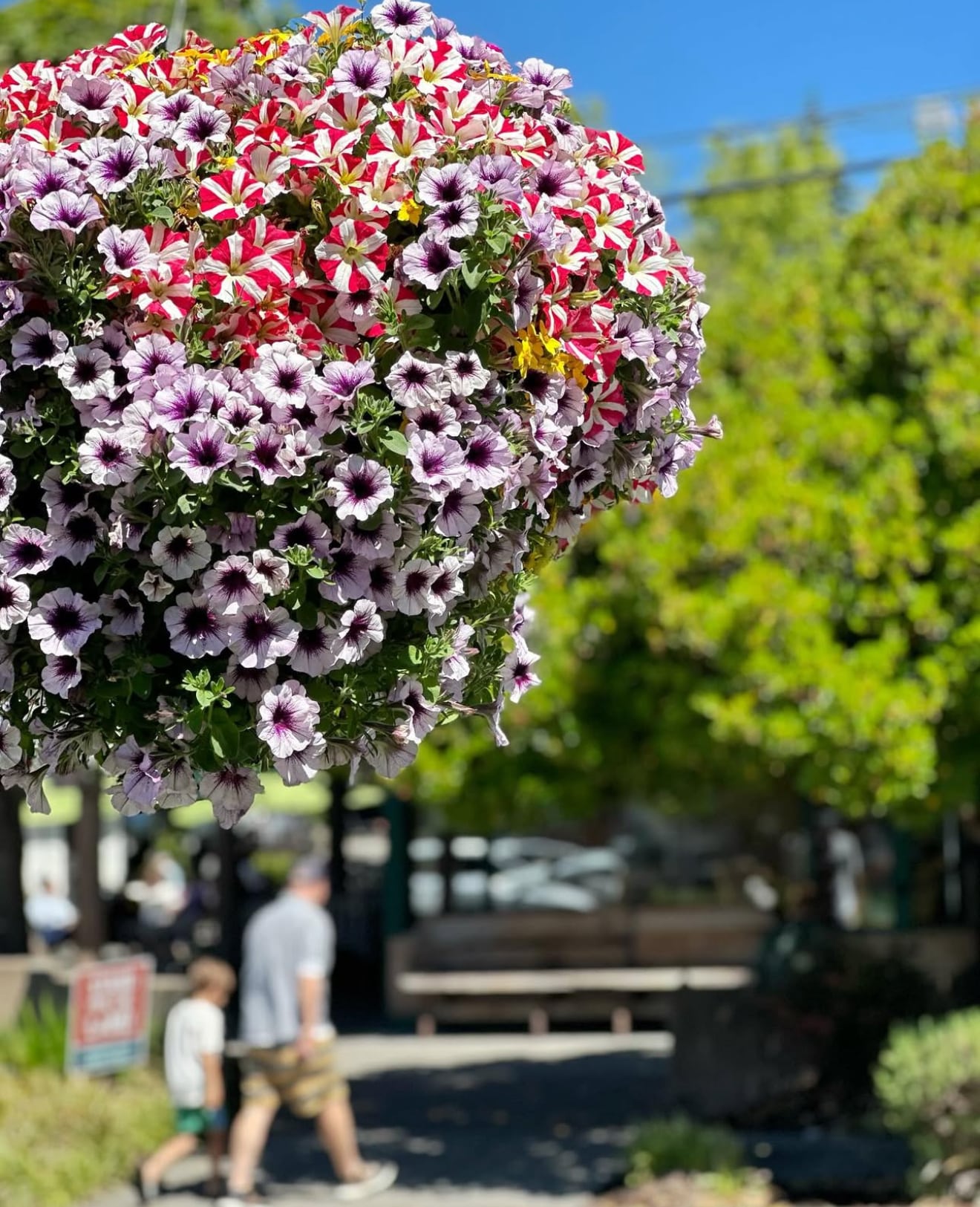Flower Baskets